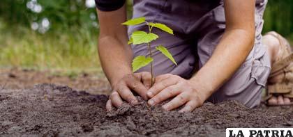 Plantar árboles para combatir el cambio climático - Periódico La Patria  (Oruro - Bolivia)