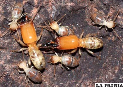 Las termitas por lo general hacen sus nidos en zonas áridas