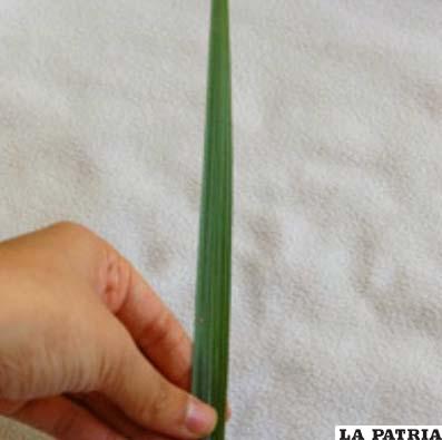 PASO 1
Sostén la hoja de palmera y mide el largo.