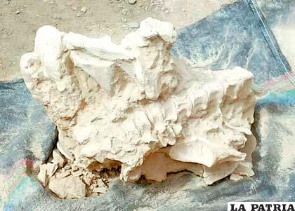 Algunos de los restos paleontológicos que se encontraron /Archivo