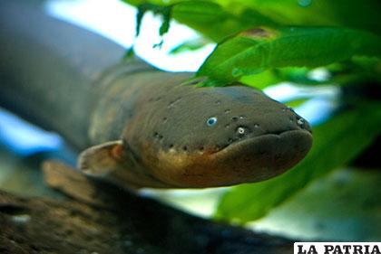 Una anguila eléctrica,  el animal 