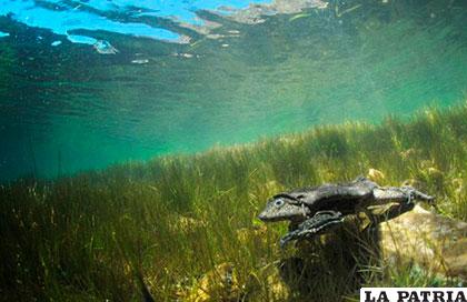La rana gigante del Titicaca está en peligro de extinción /ERBOL.COM.BO
