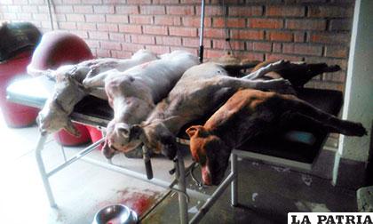 Tres perros de raza pitbull acabaron con la vida de una mujer en Cochabamba /WHATSAPP