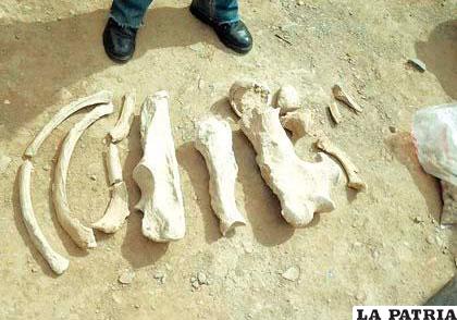 Algunos de los restos fósiles que se encontraron en Andamarca