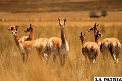 La caza de vicuñas está penada por ley en el país /blogspot.com