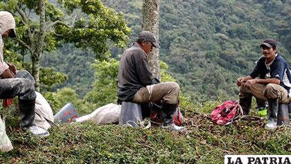 El Guaviare (Colombia) es uno de los epicentros del cultivo de coca /ultimedia.com