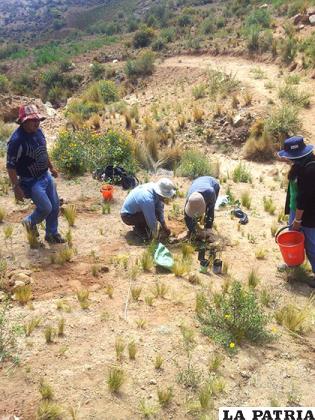 Colectivo Árbol y voluntarios plantaron aproximadamente 40 nuevos árboles /MIGUEL SALAS