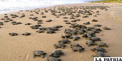 Las tortugas anidaron en una de las playas de la reserva natural