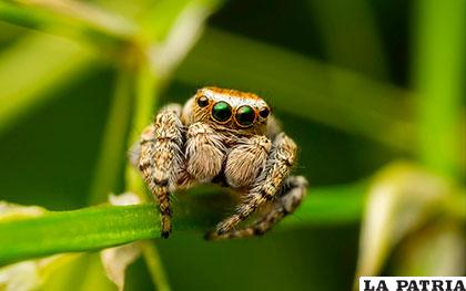 La araña saltadora mide de 2 a 3 milímetros y salta hasta 100 veces el largo de su cuerpo
