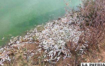 Miles de peces muertos en la laguna Alalay de Cochabamba /ANF