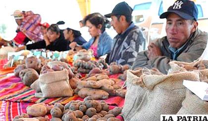 Agricultores de Cochabamba exponen una variedad de papas /boliviatv.bo