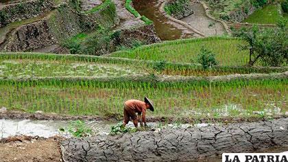 Las terrazas de arroz en Batad (Filipinas), datan de más de 2.000 años