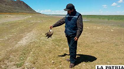 Autoridad ambiental, Luis Calle verifica muerte de aves