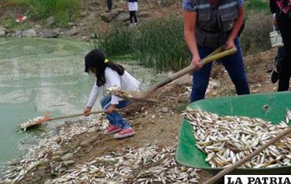 Muerte de peces en la laguna Alalay /Los Tiempos