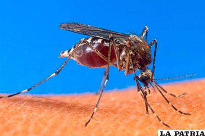 El virus del Zika estaría vinculado a un creciente número de casos de bebés nacidos con microcefalia
