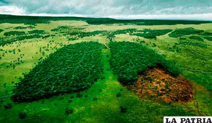 El 21 de marzo se celebra el Día Forestal Mundial