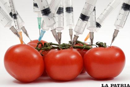 Las empresas que venden transgénicos prohíben que, tras la cosecha, los horticultores guarden semillas para sembrar posteriormente