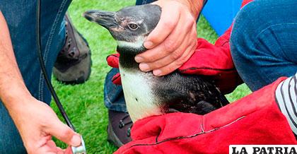 Centenares de pingüinos están en peligro