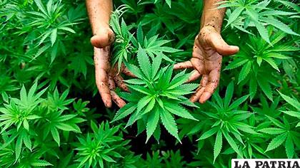 En Chile, la marihuana se encuentra actualmente en la lista de drogas duras /Abc.es
