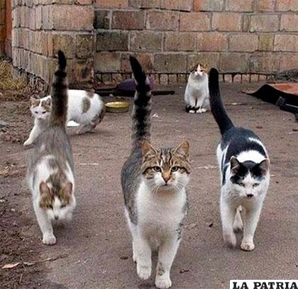 Steve Rosen, un amante de los animales cuida a otros 30 gatos en su casa /diariodeavisos.com