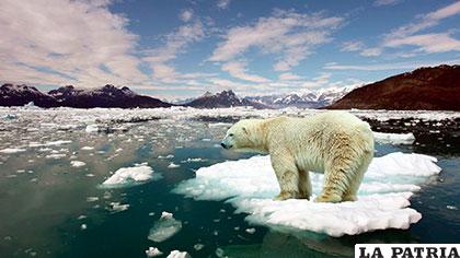 Los osos polares son algunos de los animales que sufren el cambio climático