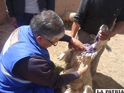 Ernesto Vásquez revisa a una de las ovejas atacadas por perros /ZOONOSIS SEDES