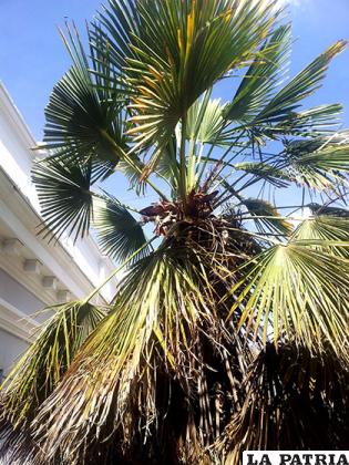 La palmera abanico