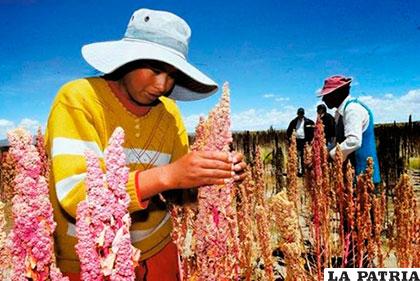 Se estima una caída de hasta 25% en la producción de quinua este año respecto al 2015