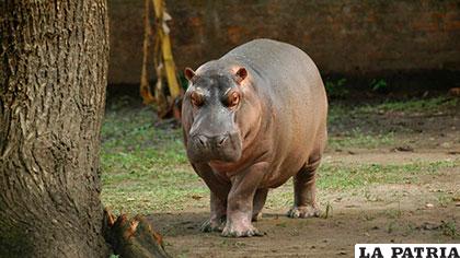 Gustavito, el hipopótamo de 16 años