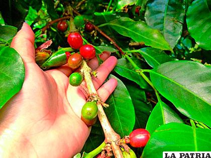 Ingreso por exportación de café hondureño subió 52,5 % en cinco meses