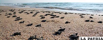 Las tortugas llegaron a playa Morro Ayuta para anidar