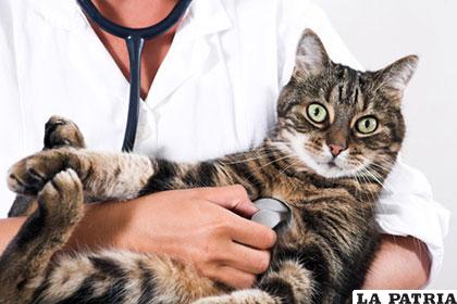Es importante consultar al veterinario antes de dar cualquier alimento a tu mascota felina /blogvitalcan.com