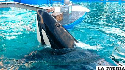 El objetivo es influir en la liberación de la orca Lolita