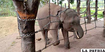 Unos 80 elefantes salvajes sobreviven en Vietnam y corren el riesgo de extinguirse