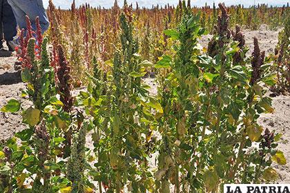 Las recientes lluvias en Salinas ayudarán a mejorar la producción de la quinua