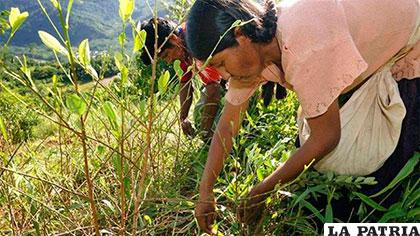 Coca cultivada en el Chapare /erbol.com.bo
