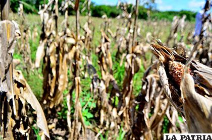 Cultivos de maíz afectados por la sequía y plagas de insectos