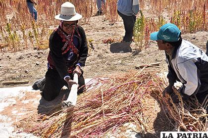 Salinas expondrá sus prácticas y saberes ancestrales en Puno /Archivo