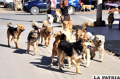 En la ciudad de Oruro se presentaron 20 casos positivos de rabia canina /Archivo