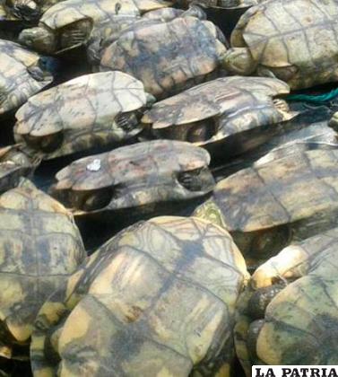 Las 4 mil tortugas estaban en una camioneta