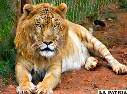 El tigón es un híbrido de un tigre macho y una leona criados en cautiverio