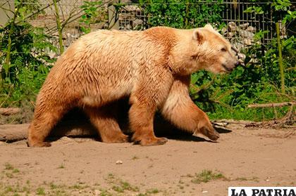 El grolar es resultado de cruce de oso pardo y oso polar