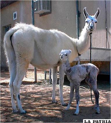 La cama es una llama pero hibridizada con un camello