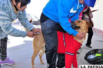 El municipio de Oruro ya registra 23 casos de rabia canina