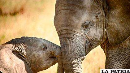 La especie del elefante asiático (Elephas maximus) completa la familia de mamíferos placentarios del orden Proboscidea