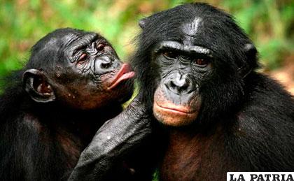 Los chimpancés y los bonobos, están estrechamente ligados