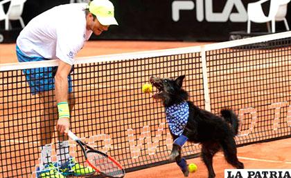 Seis canes intentan buscar dueños en los partidos de tenis