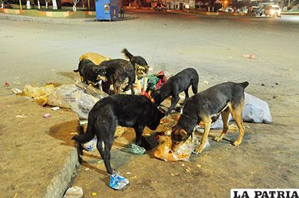 Basura de comerciantes aglomera perros en las calles /Archivo