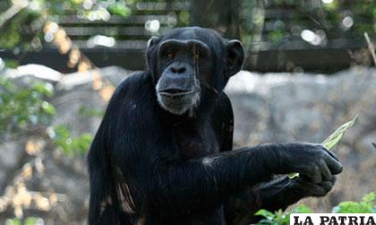 El chimpancé Tamba