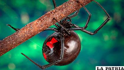 Las arañas producen sensaciones de repulsión en la mayoría de los humanos
